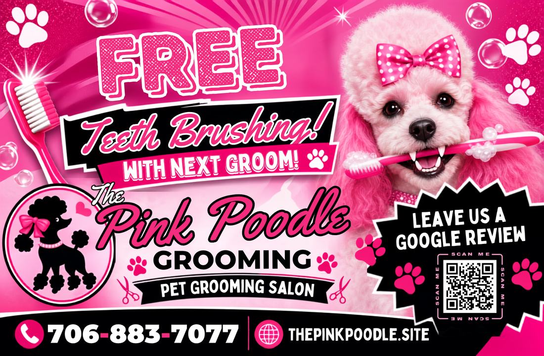 A LaGrange Spotlight postcard for The Pink Poodle Grooming offering free teeth brushing with the next groom